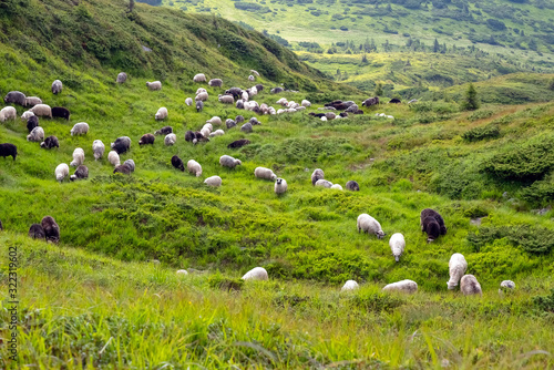 Fototapeta Naklejka Na Ścianę i Meble -  Sheep graze in the mountains. Traditional economy Highlanders