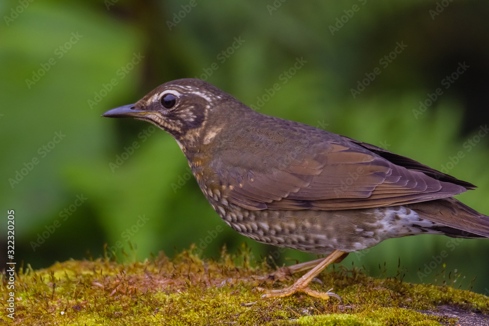 view of a beautiful bird in nature view of a beautiful bird in nature