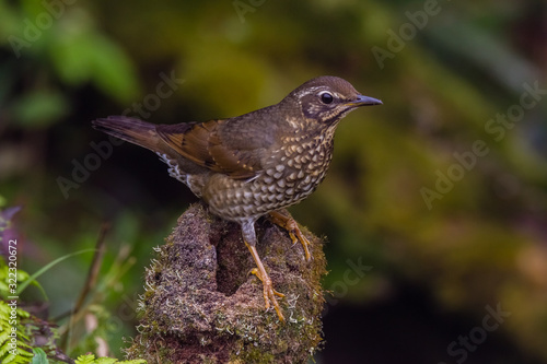 view of a beautiful bird in nature