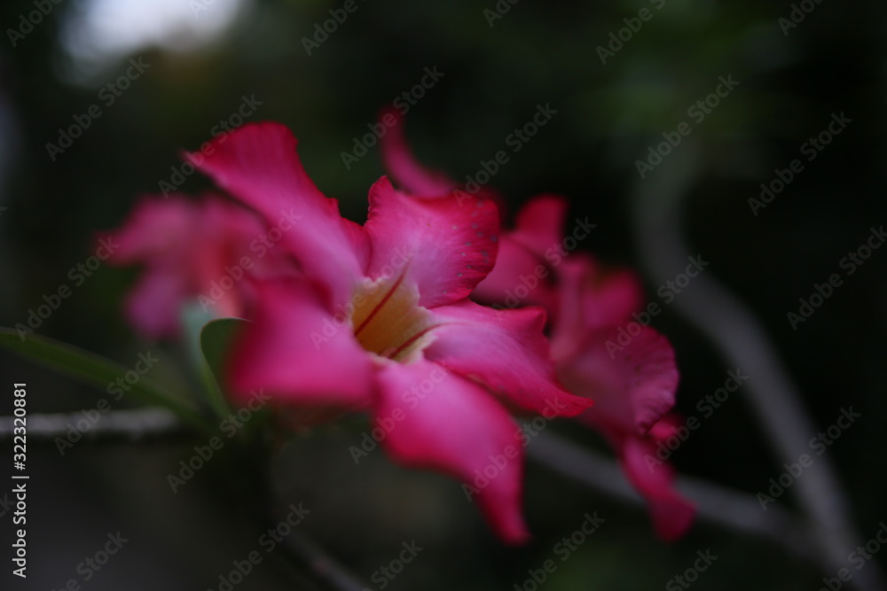 Plumeria rubra Plumeria rubra