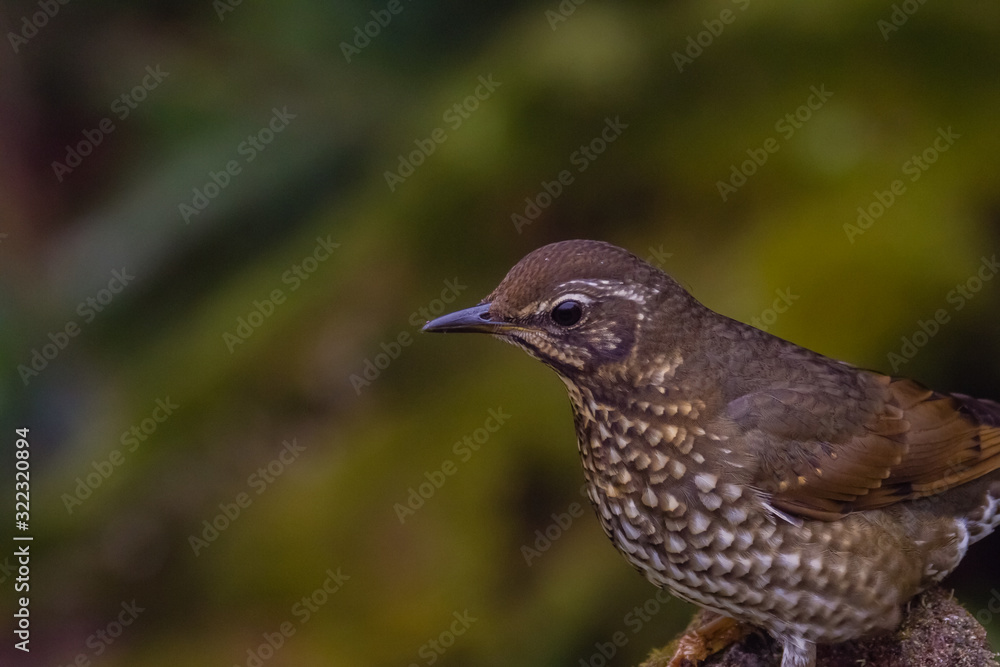 view of a beautiful bird in nature view of a beautiful bird in nature