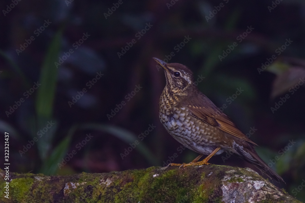 Fototapeta premium view of a beautiful bird in nature