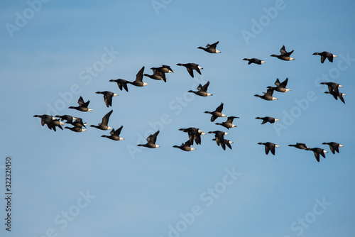 Brent Goose flying in blue sky. His Latin name is Branta bernicla. © Maciej Olszewski