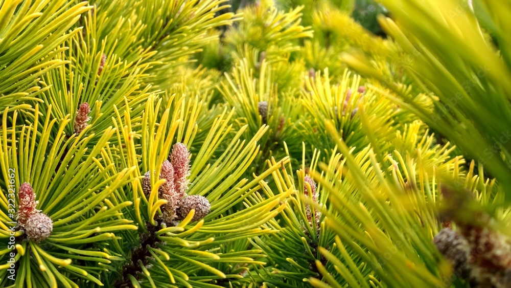 Young Pine buds in spring. Pinus mugo, dwarf mountain pine, mugo pine. Pinus mugo winter gold Young Pine buds in spring. Pinus mugo, dwarf mountain pine, mugo pine. Pinus mugo winter gold