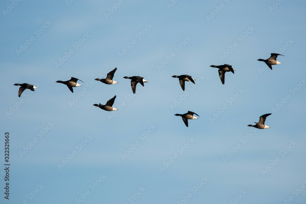 Brent Goose flying in blue sky. His Latin name is Branta bernicla.