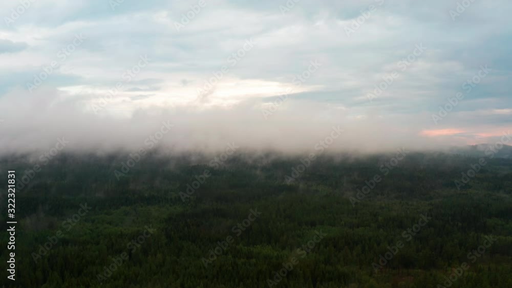 White Thick Fog Above Tall Pine Trees in the Forest White Thick Fog Above Tall Pine Trees in the Forest