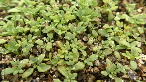 Seedlings of Ruta chalepensis, a species of flowering plant in the citrus family known by the common name fringed rue. It is native to Eurasia and North Africa, in nursery photo