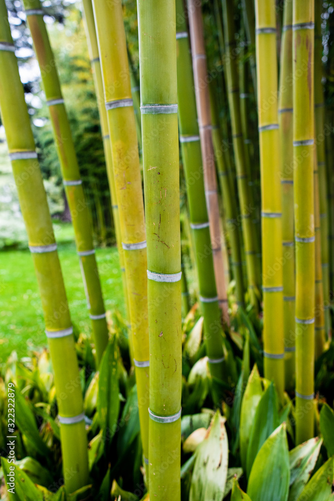 Fototapeta premium Bamboo. Bamboos Forest. bamboo design over blurred background. Space for your text
