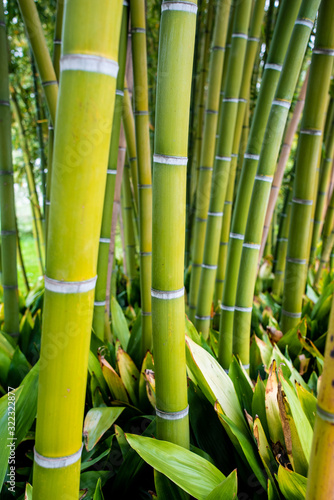 Fototapeta Naklejka Na Ścianę i Meble -  Bamboo. Bamboos Forest. bamboo design over blurred background. Space for your text