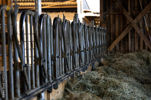 Schwedengitter am Futtertisch für Mutterkühe