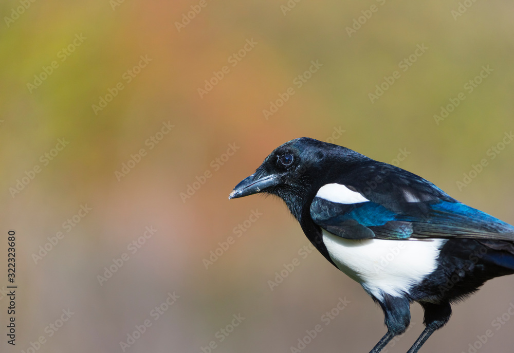 Eurasian magpie or common magpie - URRACA (Pica pica) Eurasian magpie or common magpie - URRACA (Pica pica)