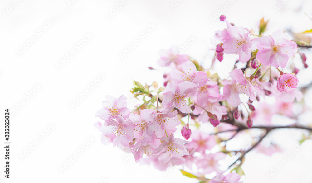 桜の花 河津桜 アップ 白背景 左側にコピースペース
