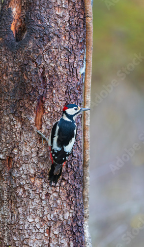 Great spotted woodpecker - PICO PICAPINOS (Dendrocopos major)