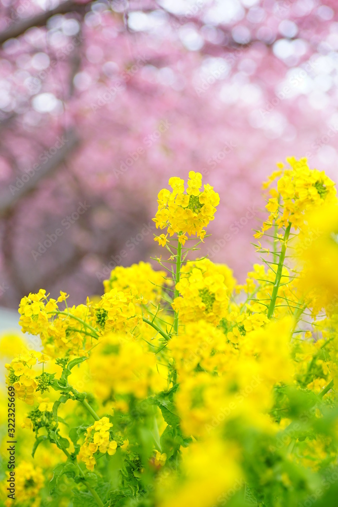 三浦海岸の桜と菜の花 三浦海岸の桜と菜の花