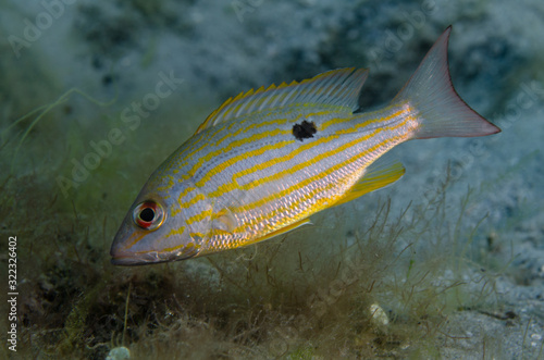 Lane snapper at Blue Heron Bridge, Singer Island, Florida