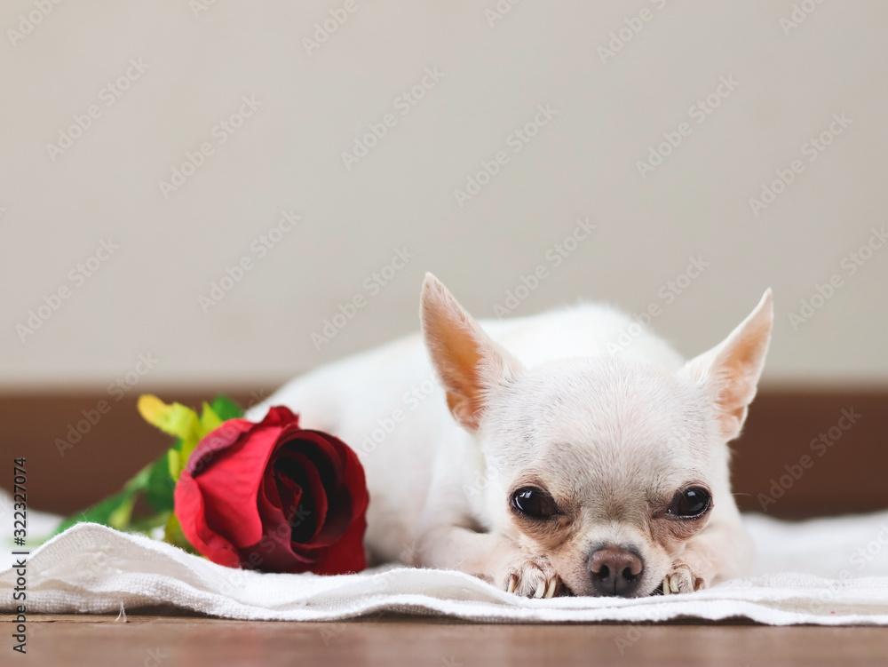white short hair Chihuahua dog lying on white cloth , with  red rose beside her. Valentine's day,anniversary concept.selective focus on dog's eyes