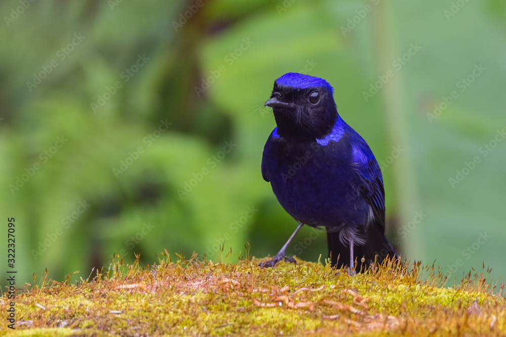 Fototapeta premium view of a beautiful bird in nature