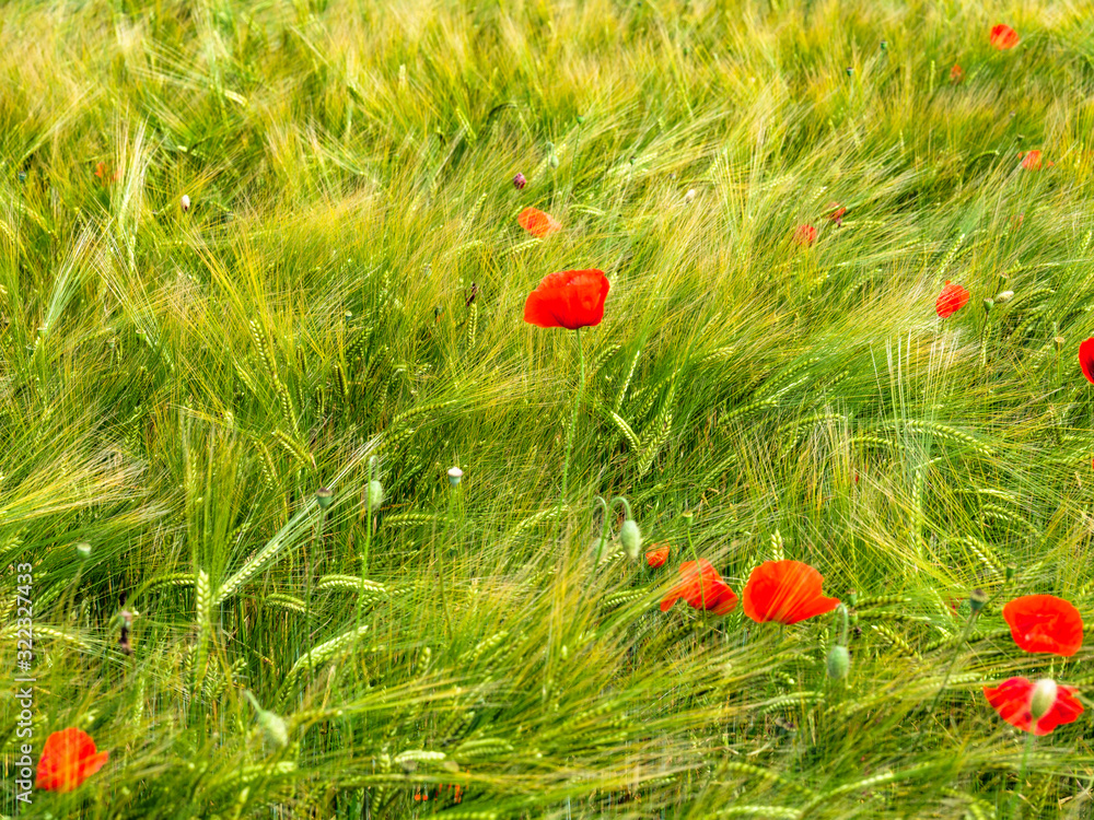 Fototapeta premium Wheat field with poppy