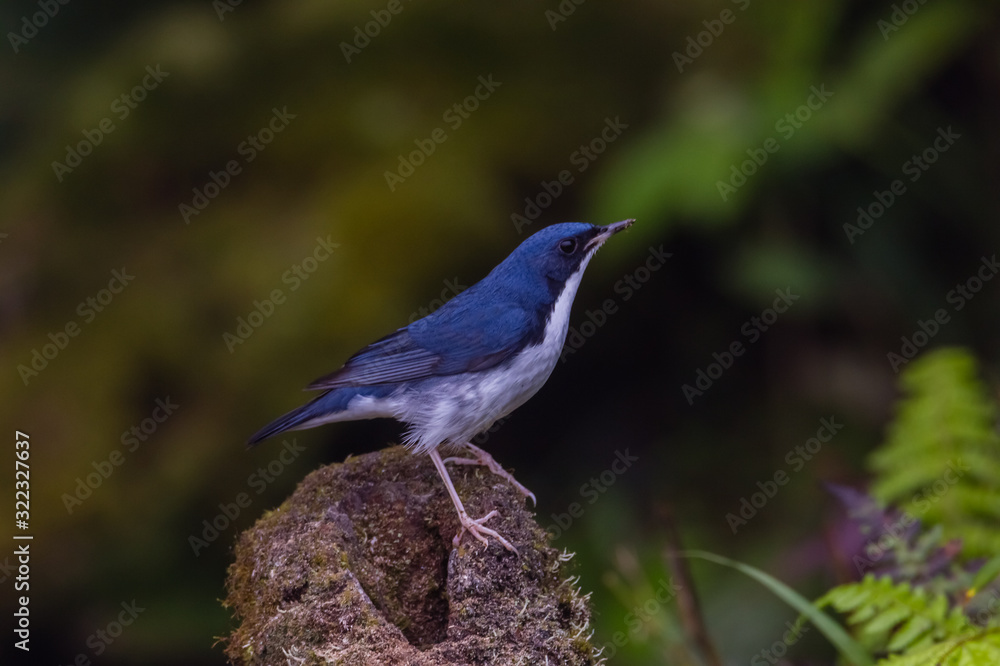 view of a beautiful bird in nature