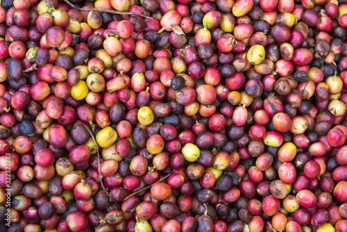 Fresh coffee cherry beans background.