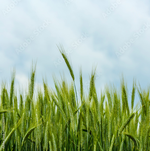 Wheat field