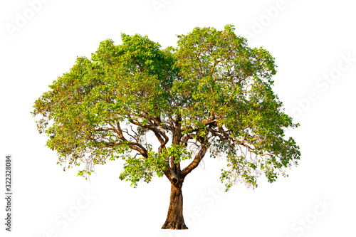 Tree with green leaves on a white background