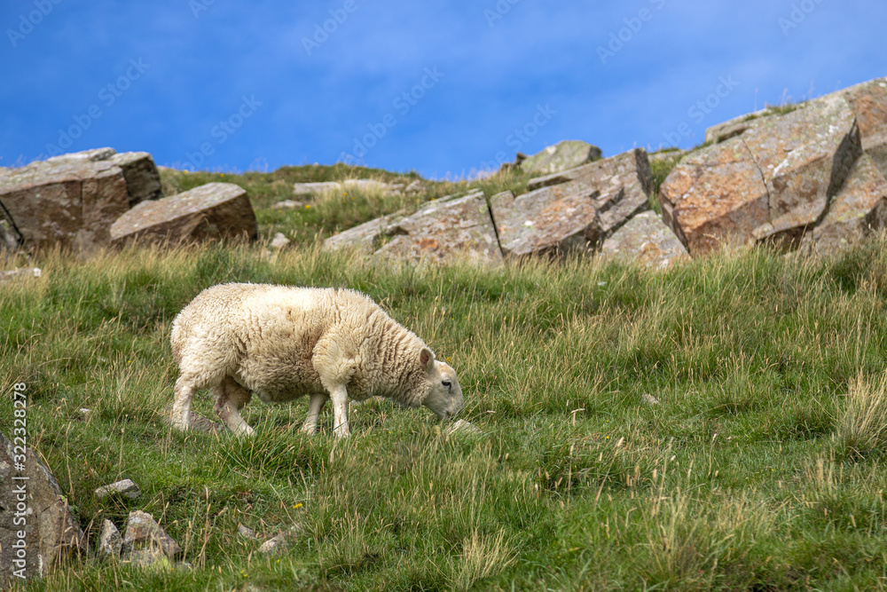 Fototapeta premium The view of sheep grazing in a meadow