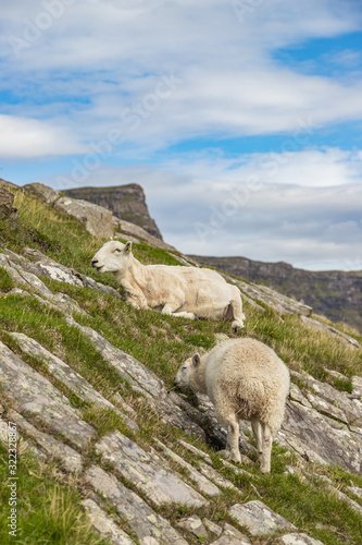 The view of sheep grazing in a meadow