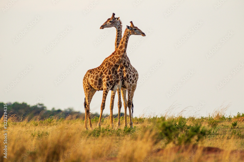 Obraz premium Giraffe South Africa