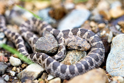 Close-up shot of baby coin snake
