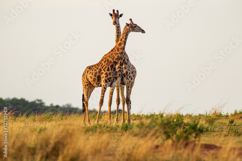 Giraffe South Africa