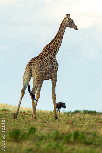 Giraffe South Africa