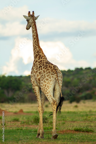 Giraffe South Africa