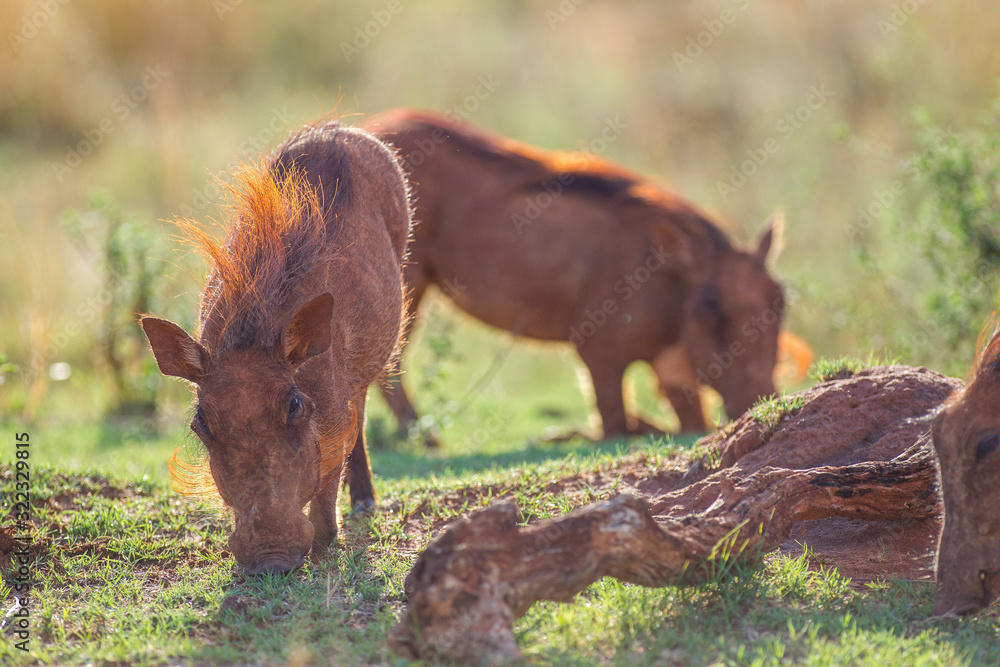 Fototapeta premium South African Warthog in the Savanna