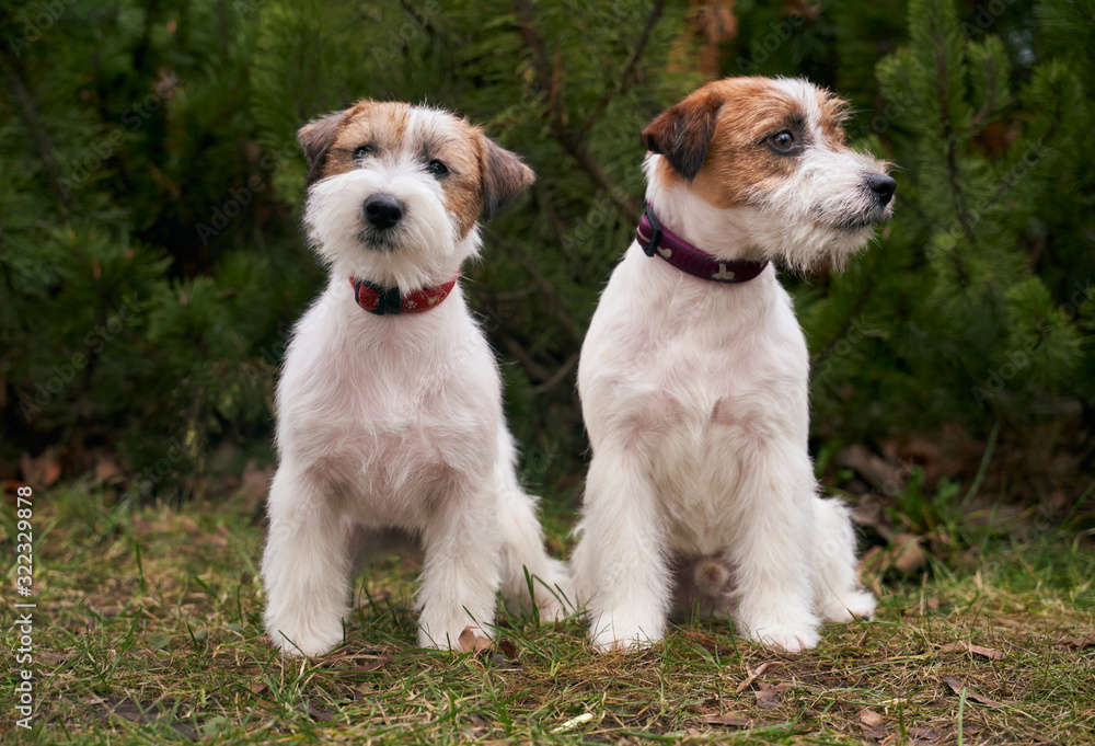 Two friendly dogs sit together on background of green Christmas trees in grass. Horizontal photo of Pets. Two friendly dogs sit together on background of green Christmas trees in grass. Horizontal photo of Pets.