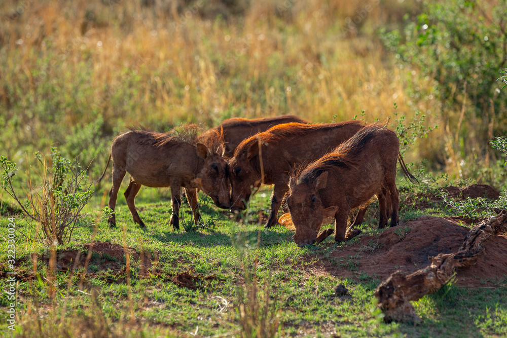 South African Warthog in the Savanna South African Warthog in the Savanna