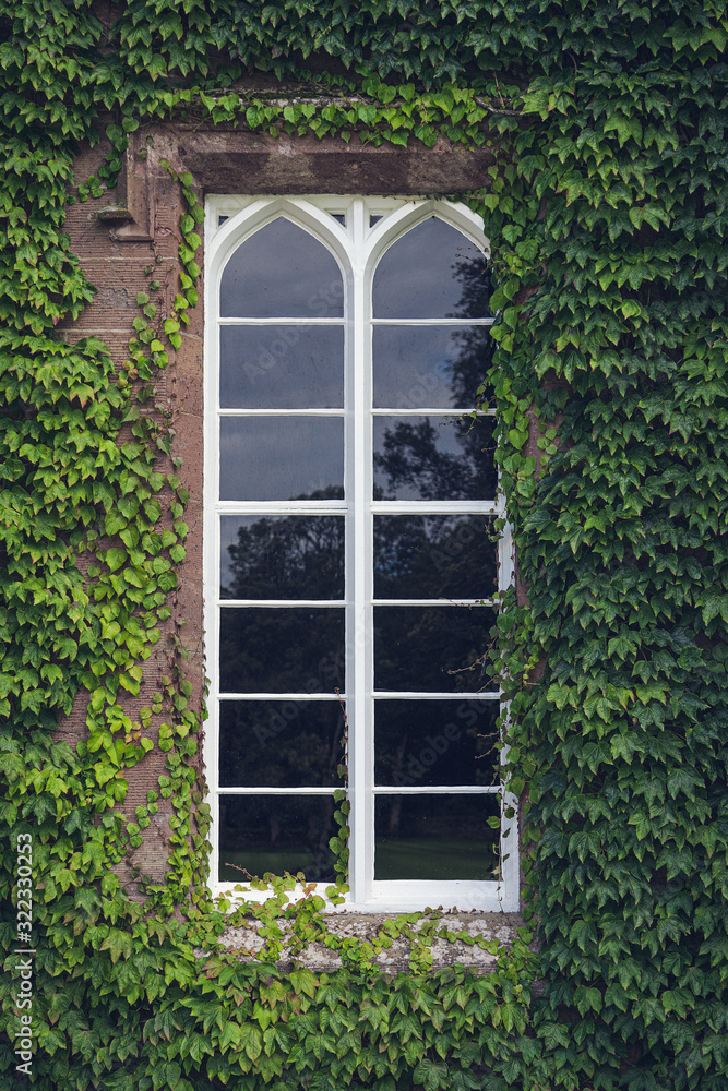 The old window overgrown with climbing plants The old window overgrown with climbing plants