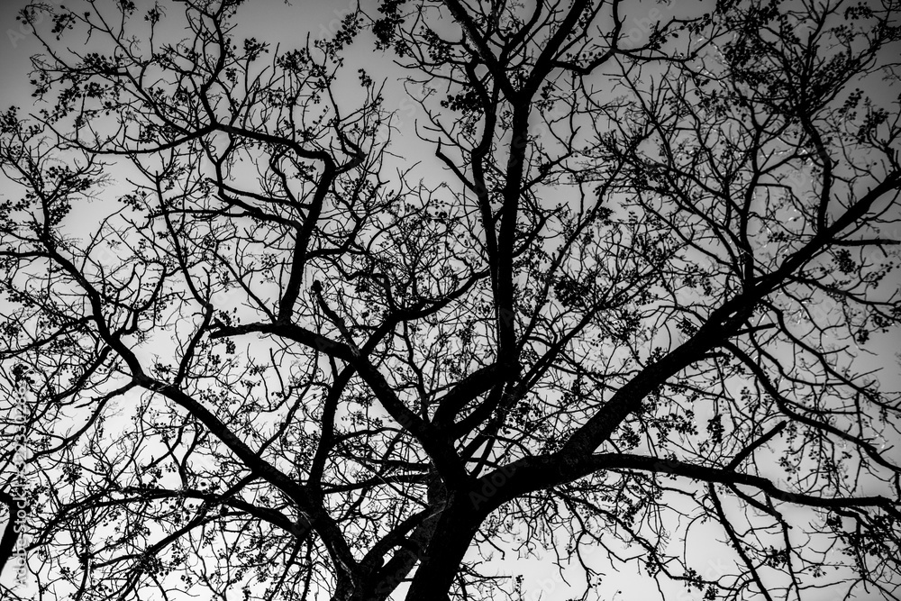 tree branches in black and white tree branches in black and white