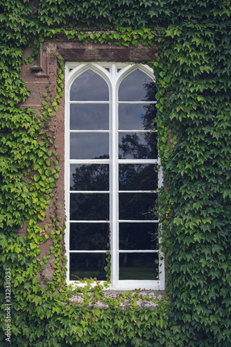 The old window overgrown with climbing plants