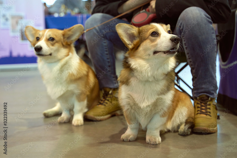 Horizontal image of animal. Dog is on exhibition to get title. Pet in room. Horizontal image of animal. Dog is on exhibition to get title. Pet in room.