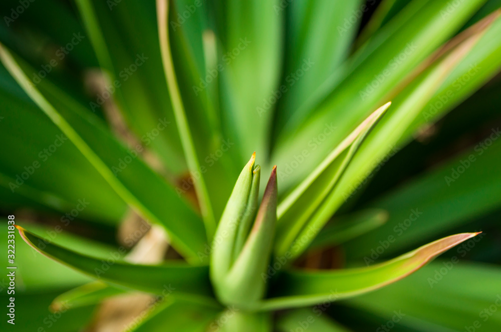 Fototapeta premium Close up of aloe vera leaves with thorns color.