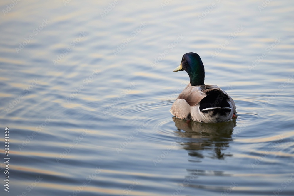 patos4 patos4