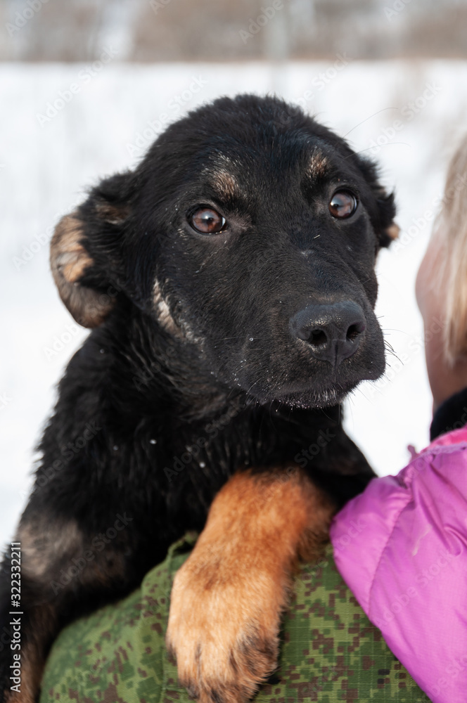 Portrait of a cute black puppy with sad eyes on a beautiful winter day