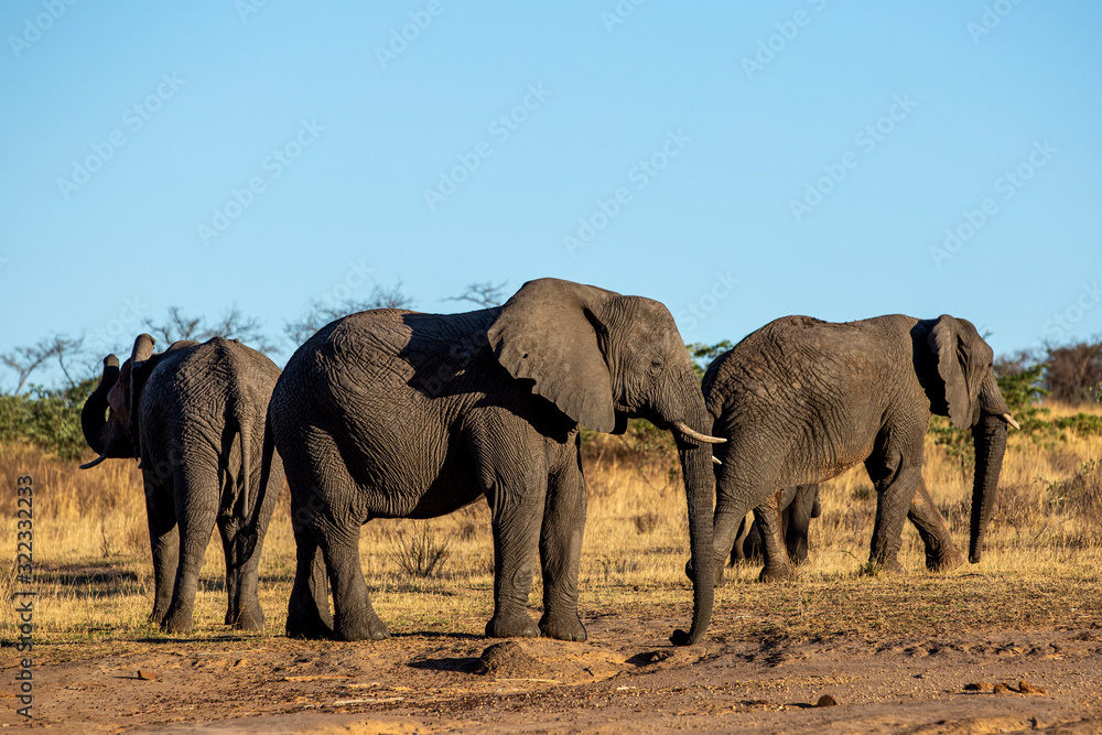 Fototapeta premium Elephant in the bushes in South Africa