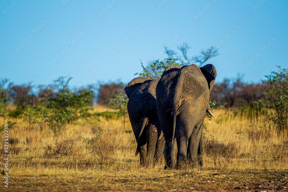 Elephant in the bushes in South Africa Elephant in the bushes in South Africa