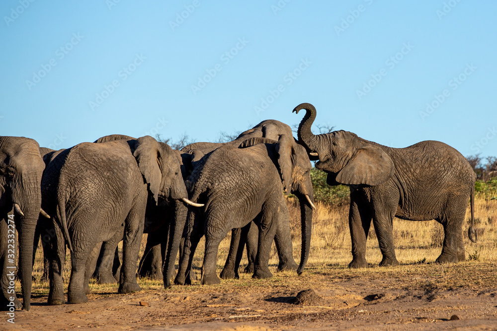 Elephant in the bushes in South Africa Elephant in the bushes in South Africa