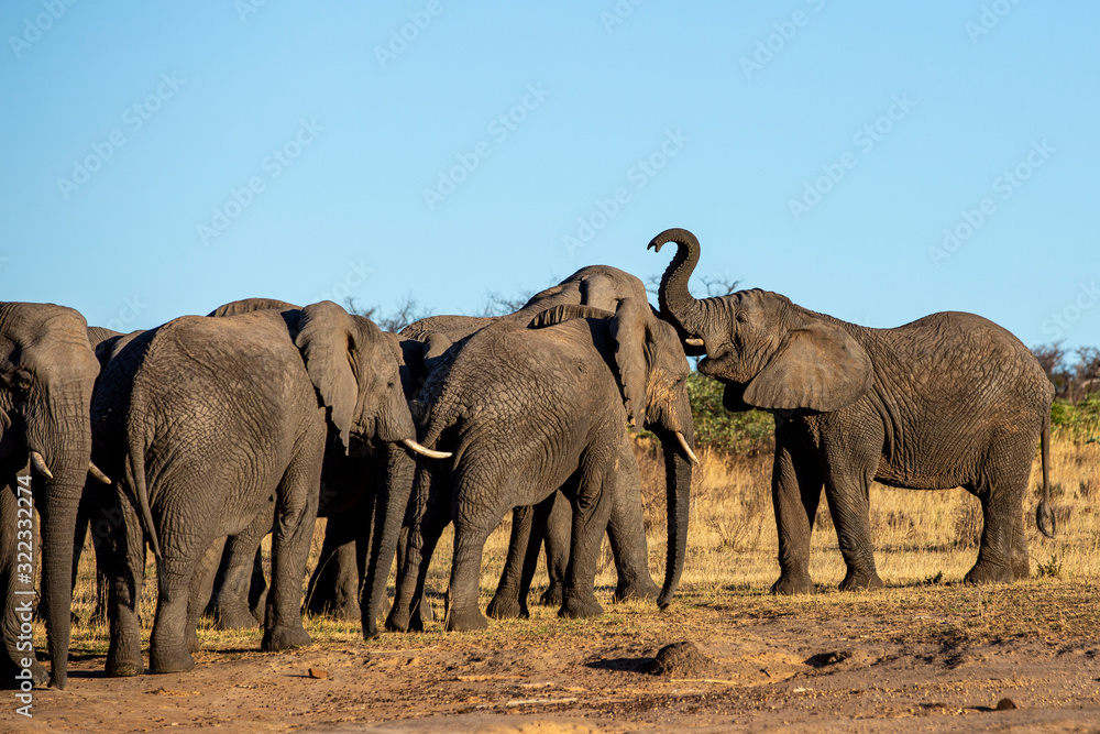 Elephant in the bushes in South Africa