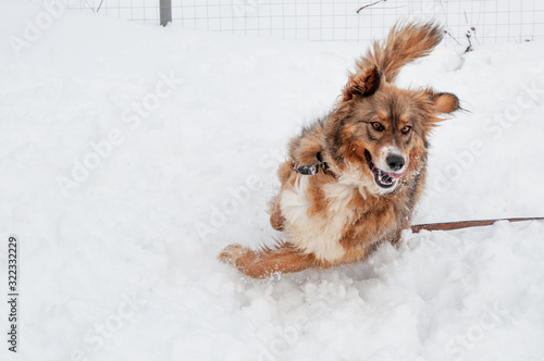 Large  beautiful red  cheerful dogs run and jump joyfully on a snow-covered area in the countryside