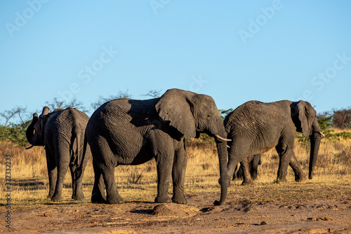 Elephant in the bushes in South Africa