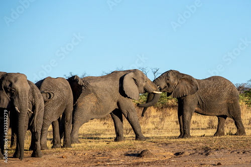 Elephant in the bushes in South Africa © Marco Rimola